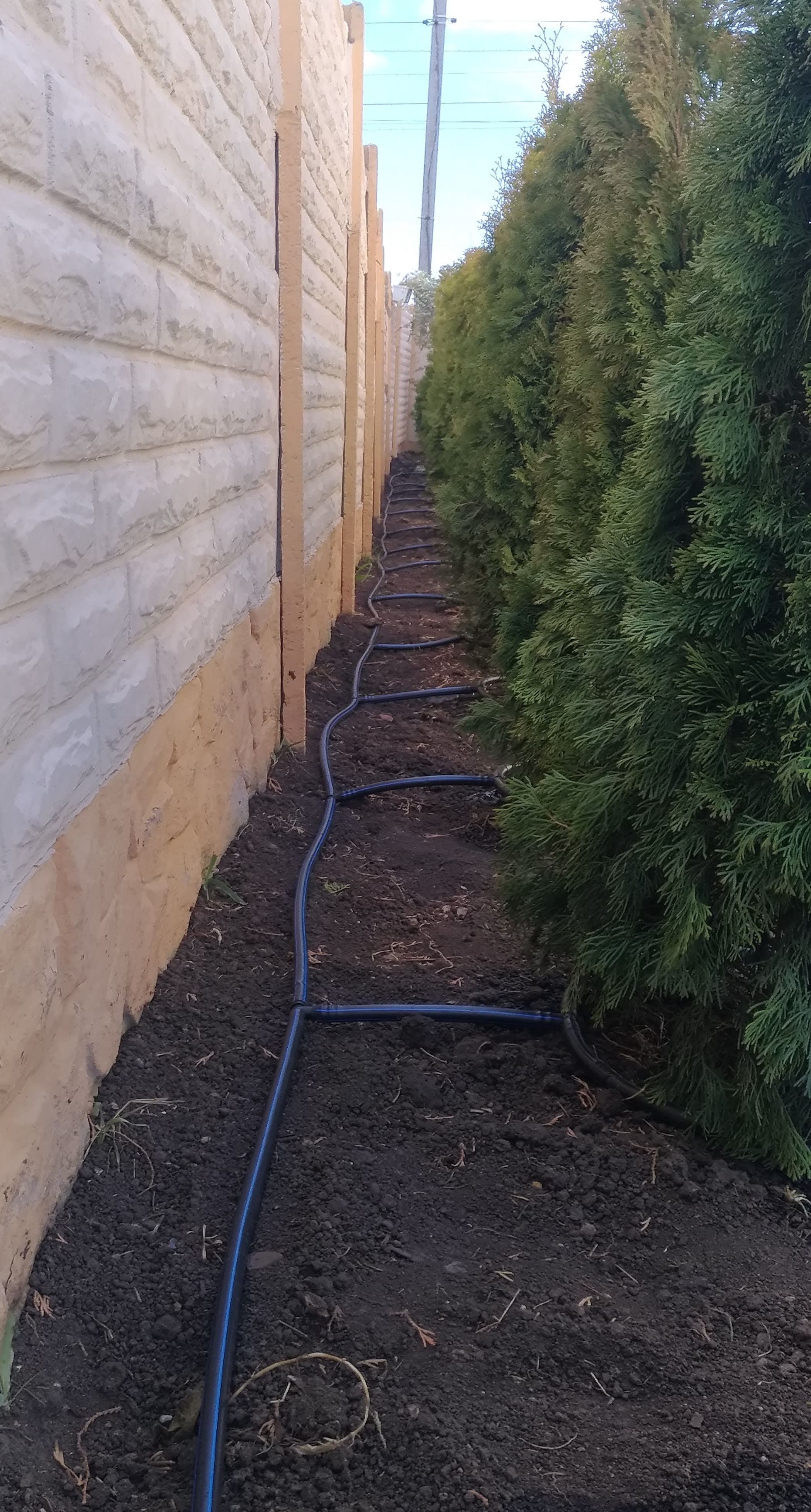 Полив туй капельной трубкой